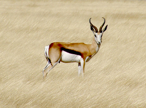 Springbok Antelope